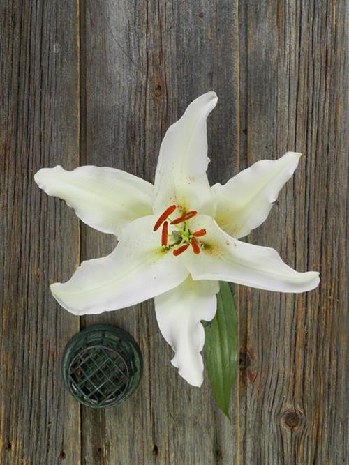 Wholesale White Oriental Lilies Delivered Online FlowerFarm